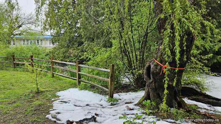 Chilliwack Fire dispatched for fire in a tree near a school Thursday morning