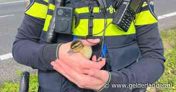 Bizar: kuikentjes steken A15 over, veroorzaken ongeluk tussen twee vrachtwagens en worden gered door politie
