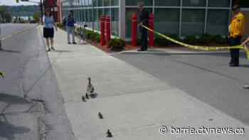 From books to ducklings: The unconventional story of Daisy the duck