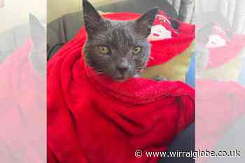 Wirral tip staff reunite lost cat with owner after 7 months