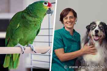 “Teckeltje met een hernia? Dat is dan 2.000 euro”: waarom steeds meer verzekeraars op dierenverzekeringen springen