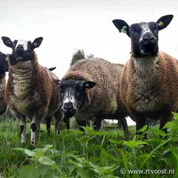 Vaccin tegen blauwtong beschikbaar, vanmiddag verdeling duidelijk