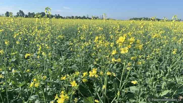 As the climate changes, so too do Canadians’ farm fields and dinner tables