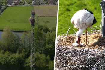 Babynieuws! 13 ooievaarsjongen geboren op hoogspanningsmasten in Brielmeersen