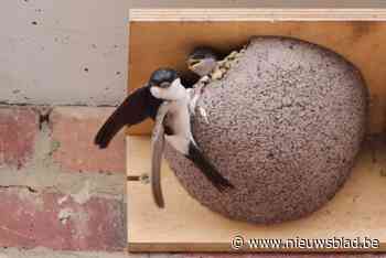 Twee zwaluwtillen om kolonies huiszwaluwen in Malle te houden