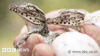 Conservation is saving species, global study says