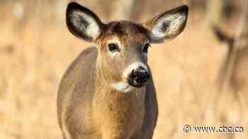 Ontario is surrounded by chronic wasting disease, but the fatal illness has yet to be detected among the province's wildlife