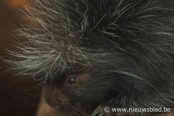 Verzorgers Antwerpse Zoo blij met boomstekelvarkenbig: “Op zestien geboortes maar tweede meisje”