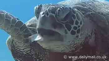 Moment turtle chokes on plastic off Hawaii coast revives memories of 2015 video showing a straw being pulled from a sea creature's bleeding nose
