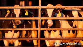 What to know about avian influenza in dairy cows and the risk to humans