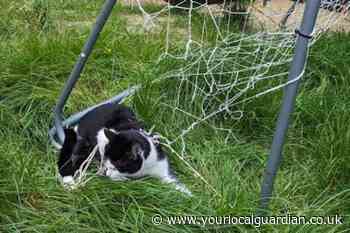 RSPCA rescue cat trapped in garden netting in Carshalton