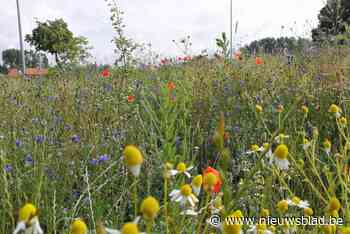 Visie 2330 deelt bloemzaad uit voor meer veldbloemen