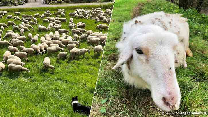 Dierenartsen verrast over nieuws blauwtongvaccin: 'Nu snel aan de slag'