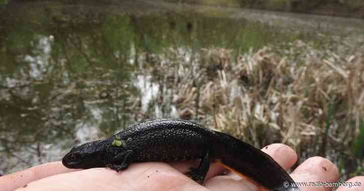 Kammmolch in Gaustadt entdeckt