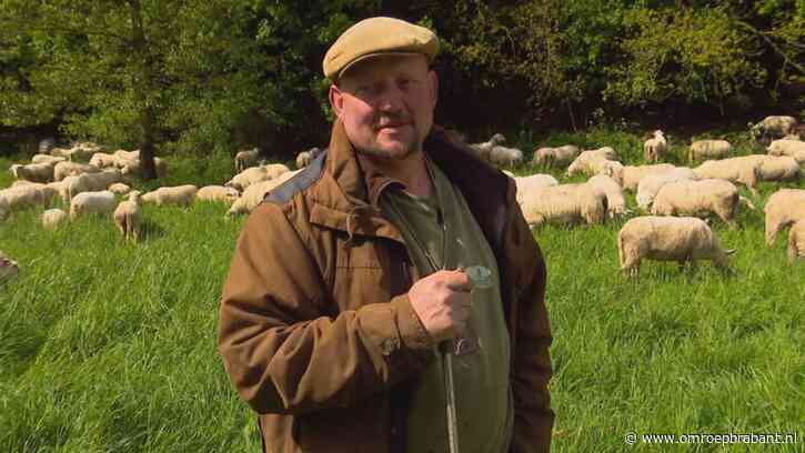 Schaapherder emotioneel na goedgekeurd vaccin: 'Het was verschrikkelijk'