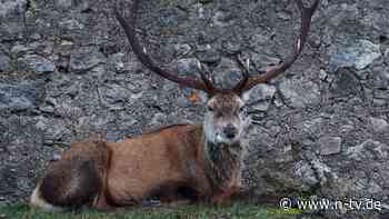 Tödliche Krankheit in US-Wäldern: Jäger sterben nach Verzehr von "Zombie"-Hirschfleisch