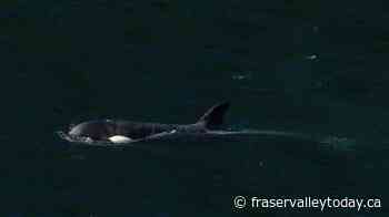 CP NewsAlert: Killer whale calf trapped in B.C. swims out of lagoon