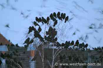 Saatkrähen verzögern in Bünde Bombenentschärfung bis zum 1. Juni