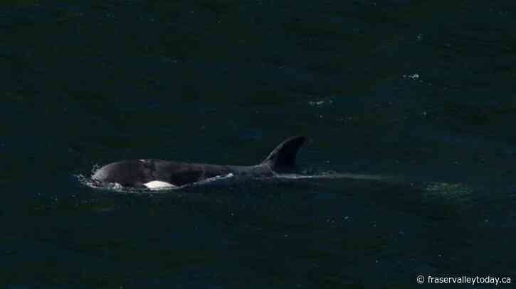Killer whale calf trapped in B.C. swims out of lagoon