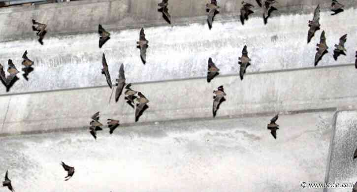 TxDOT to move bats during I-35 construction in north Austin