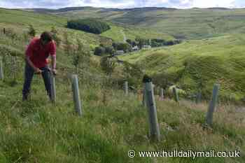 Donate to the National Trust's Plant a Tree Appeal