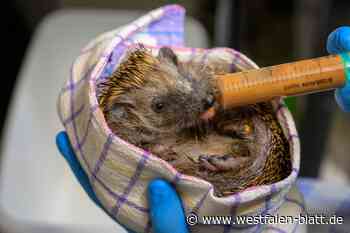 Unfassbar: Kinder spielen mit Igel Fußball