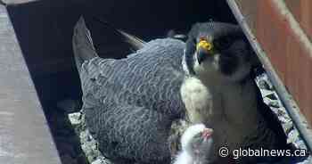 Hamilton’s falconwatch spots first chick from peregrines living downtown