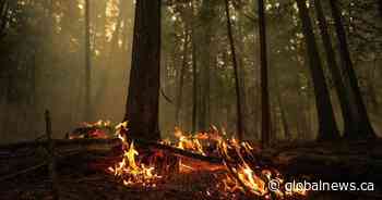 New initiative launched to prevent human-caused wildfires, grassfires in northern Sask.