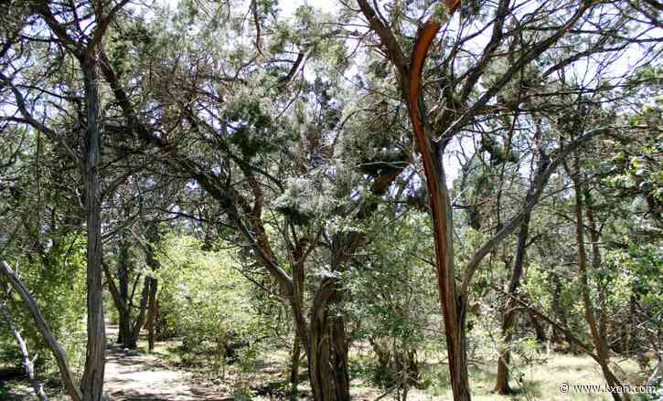 Austin has gaps in its 'tree equity,' nonprofit says