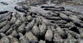 Vast in de modder: nijlpaarden dreigen te sterven door enorme droogte in Botswana