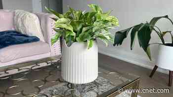 This Supercharged Houseplant Cleans Air as Well as 30 Normal Plants     - CNET