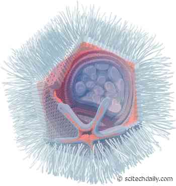 Brain-Eating Amoeba Meets Its Match: Unusual Giant Virus Discovered in Austria