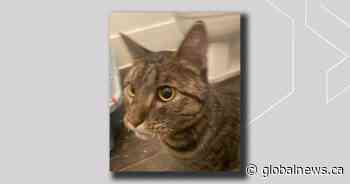 Cat survives downtown Edmonton fire by jumping from balcony