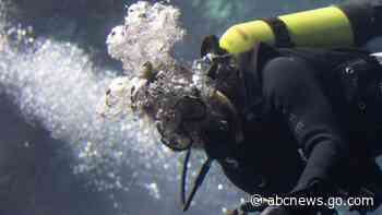 Corals bred in a zoo have joined Europe's largest reef, offering scientists hope