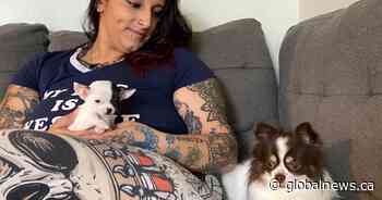 Heroic stranger braves the cold Calgary river water to rescue missing pup