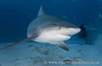 British tourist in intensive care after shark attack