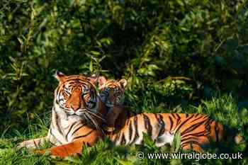 Chester Zoo warns visitors of 'totally fake' ticket offer
