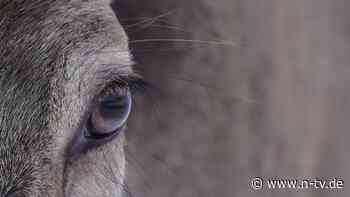 Schlangen, Hummeln, Krebse & Co: Haben Tiere ein Bewusstsein?