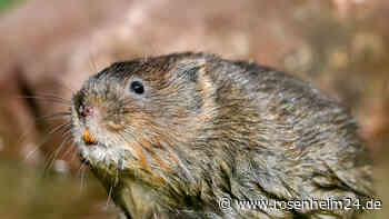 Wühlmäuse im Garten? So werdet Ihr sie wieder los