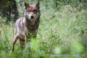 Ist ein Wolf in Wulferdingsen unterwegs?