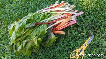 Gardening 101: What to Know Before Starting Your First Garden This Spring     - CNET
