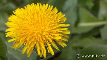 Vitaminreiche Wildpflanze: Löwenzahn ist ein wahres Kraftpaket aus der Natur