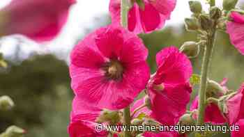 Pflegeleichte Blumen, die in jeden klassischen Bauerngarten gehören