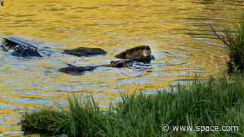 Beavers are helping fight climate change, satellite data shows