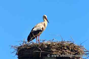 Störche nisten in Steinheim