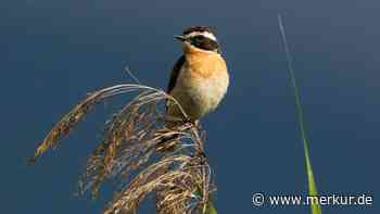 „Immense Störung“ durch Hunde: Gefahr für Wiesenbrüter in Bichl