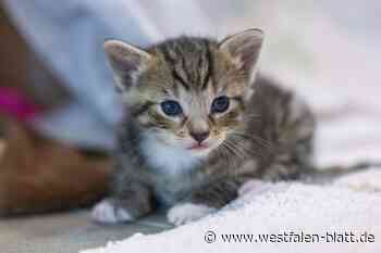 „Katzenflut“ bringt Tierheime in OWL ans Limit