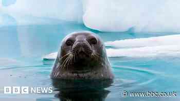 Why Antarctic wildlife is being ‘sunburnt’