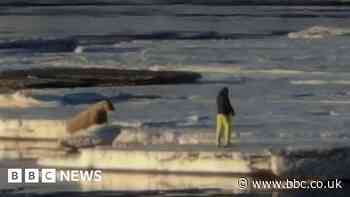 Tourist fined for approaching walrus in Norway