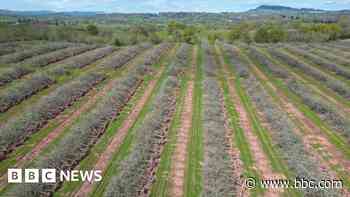Heineken chops down orchard to sell land
